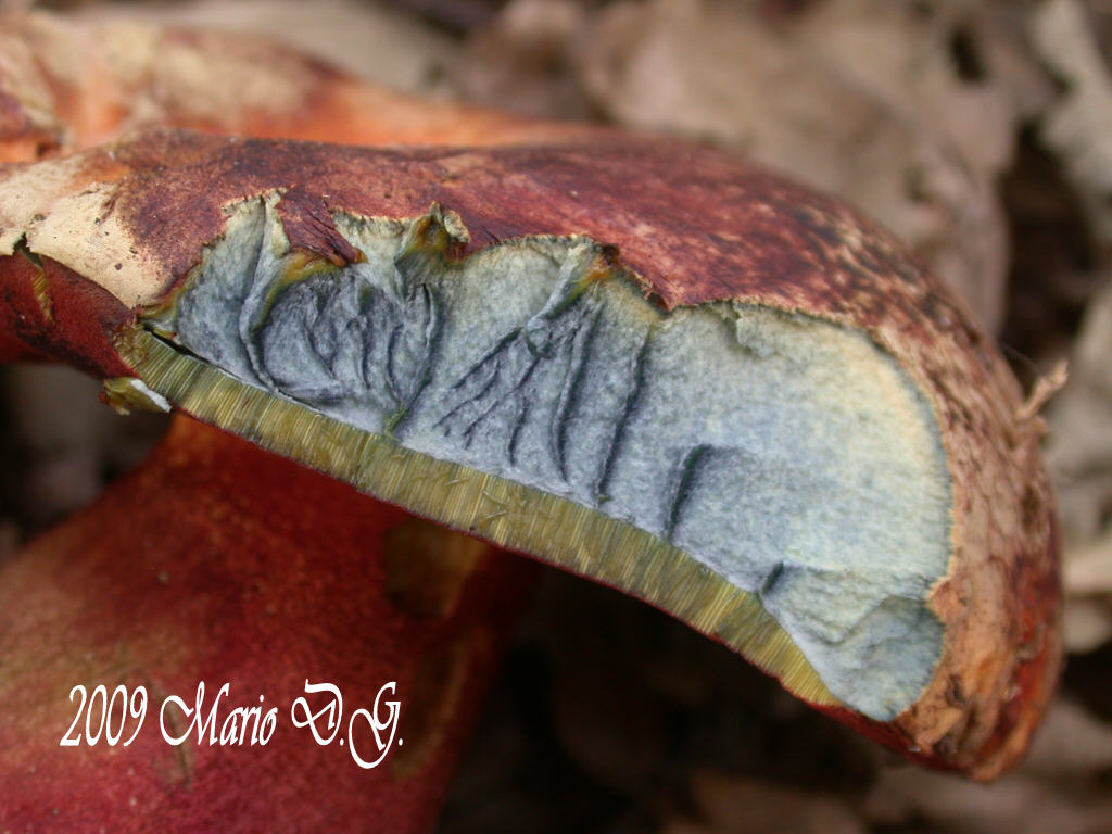 Boletus da determinare >>> n�2